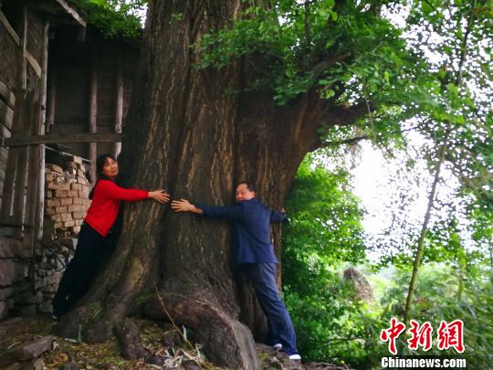 四川旺苍发明一棵上千年古银杏树年产果达1吨以上