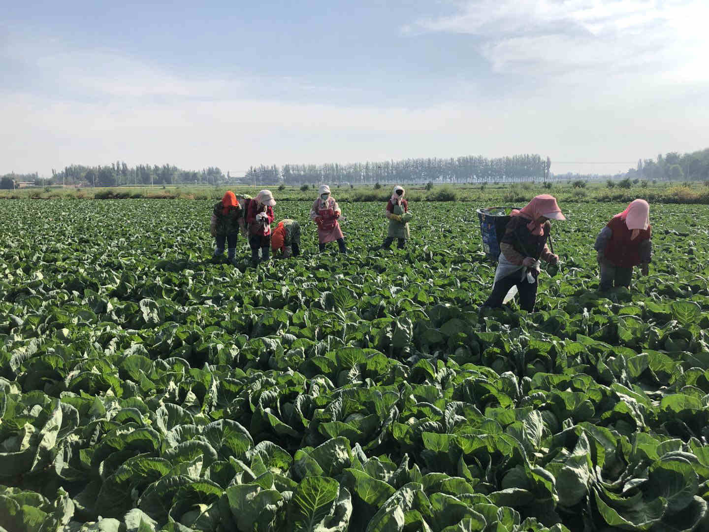 银娱优越会(中国)股份有限公司